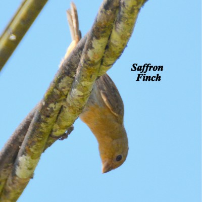 Saffron Finch